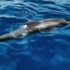 Flipper Uno – Image 3